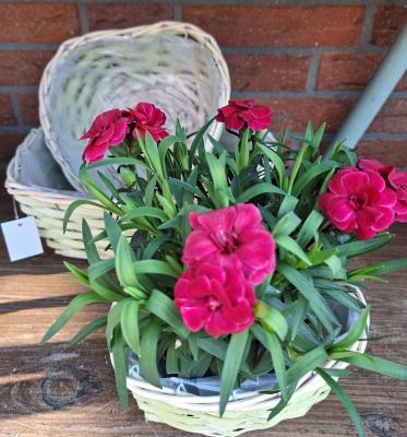 Preview: korb-zum-bepflanzen-herz-helles-gruen