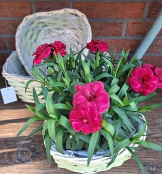 Preview: korb-zum-bepflanzen-herz-hellgruen