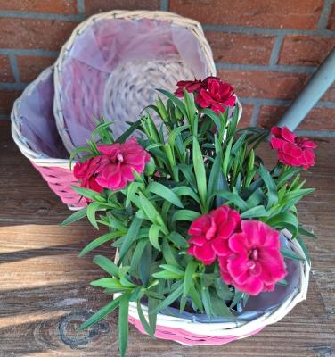 Preview: pflanzkorb-romantisch-pink-herz-gartendeko