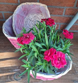 Preview: korb-zum-bepflanzen-herz-pink