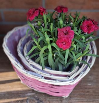 rattan-pflanzkorb-pink-herz-deko-garten