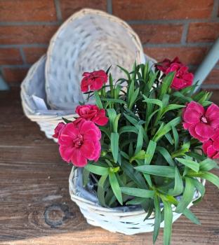 Preview: korb-zum-bepflanzen-herz-weiss